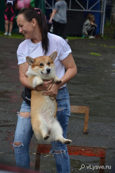 Шоу собак в день города Лысьва 2018